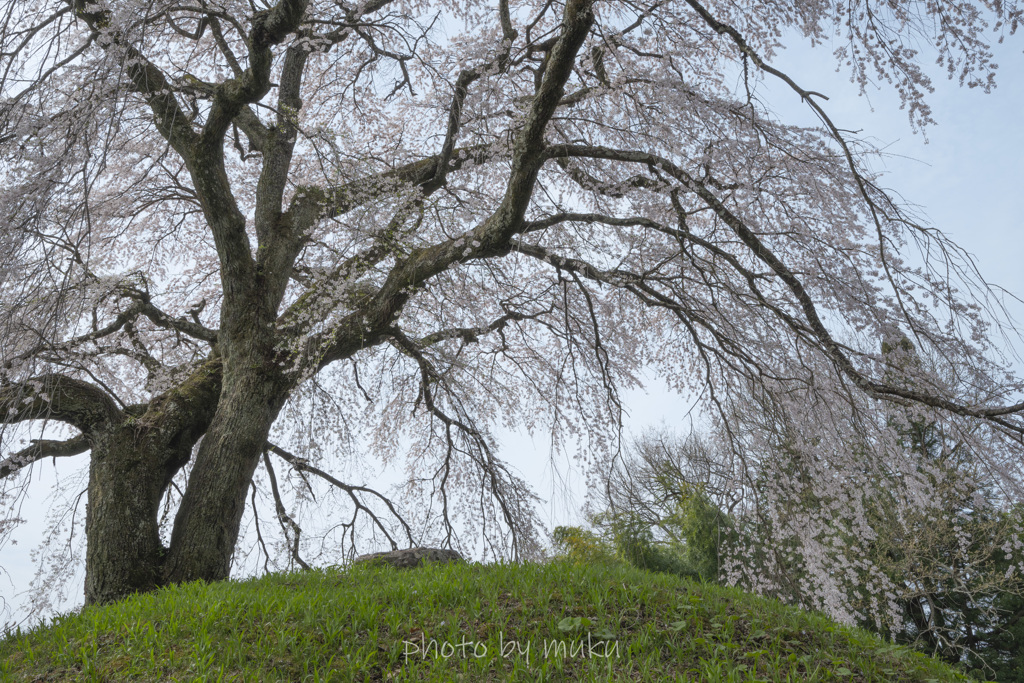 石塚桜