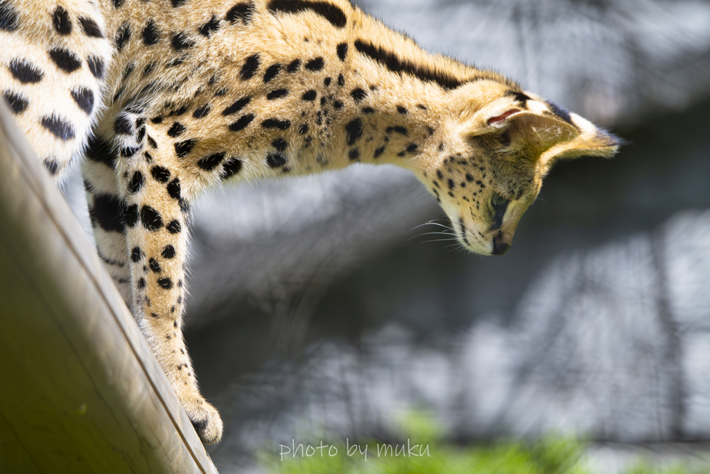 Leptailurus serval１