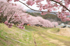 狩川の春めき
