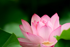 開花