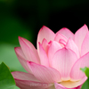 開花