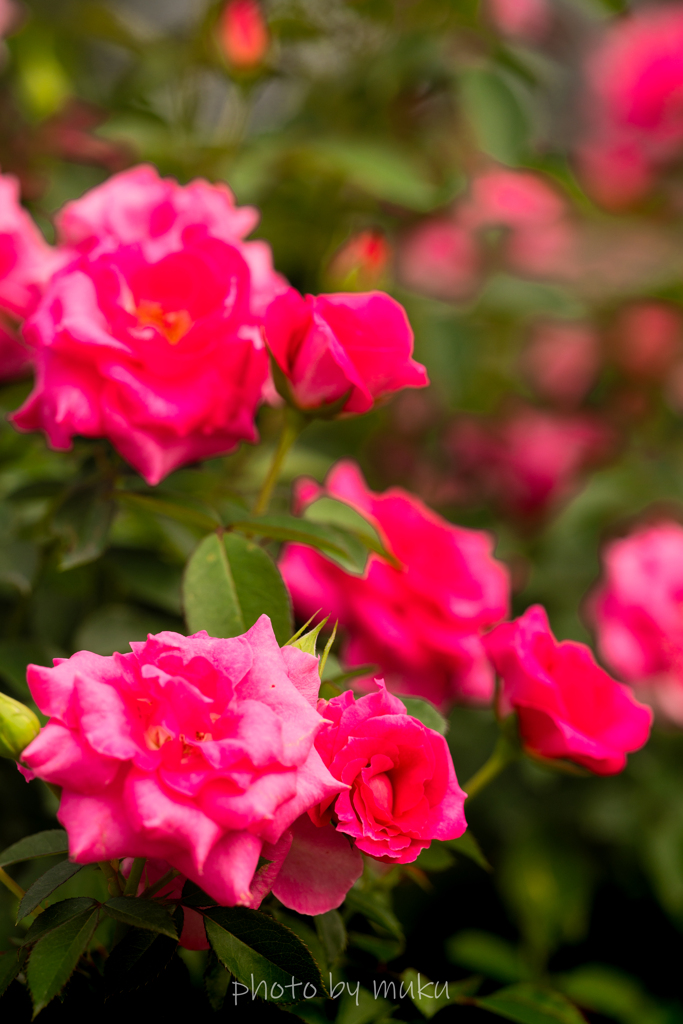秋薔薇９