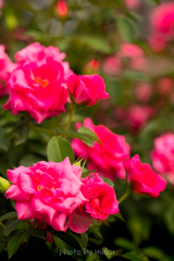 秋薔薇９