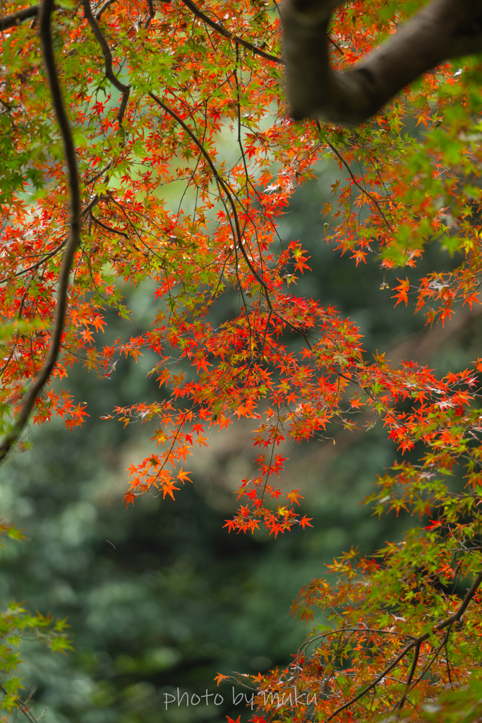 入り江の紅葉