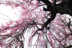 降り注ぐさくらいろ