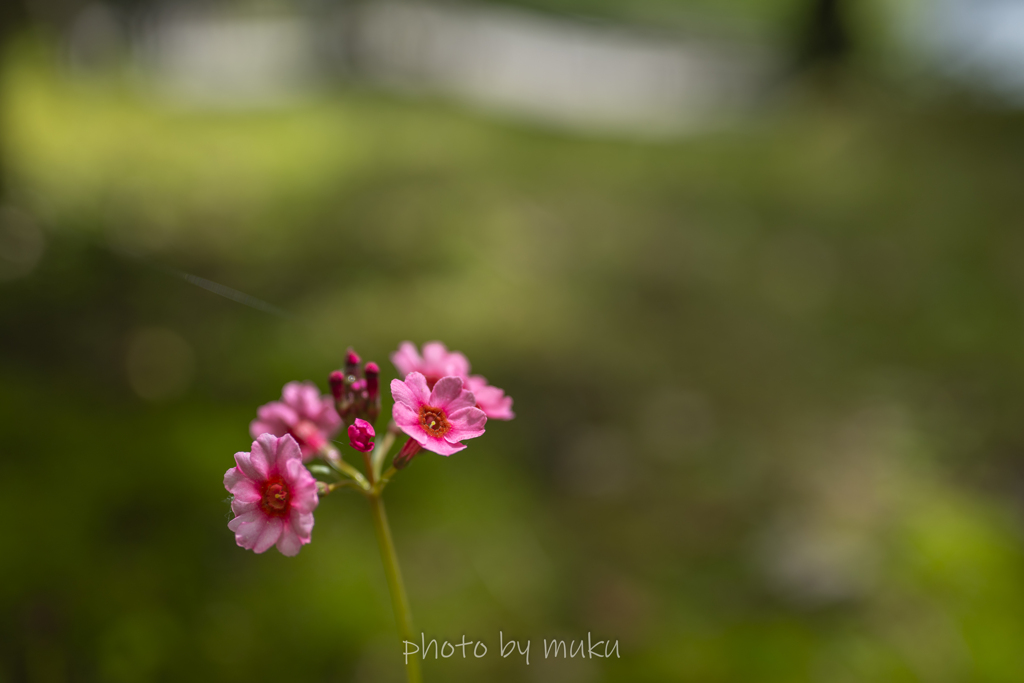 小さな花