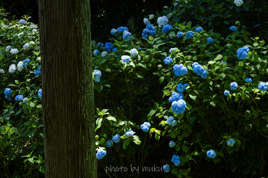 参道の紫陽花