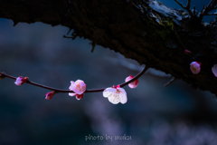 梅花１