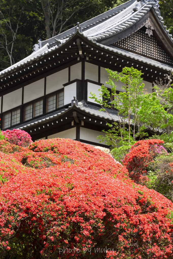 等覚院のツツジ２