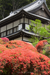 等覚院のツツジ２