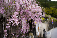 桜を待っていました。