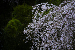 桜谷の桜２