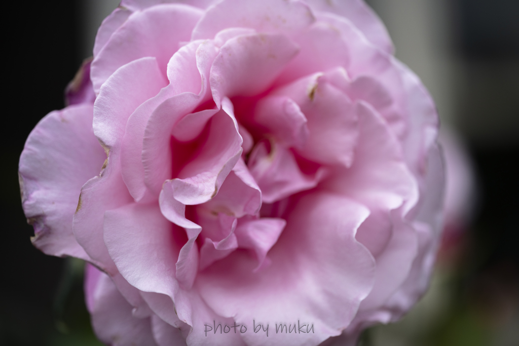 pink!-1