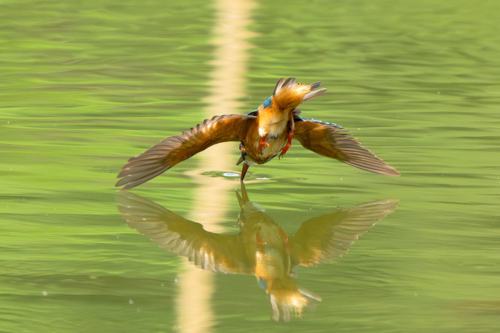 裏面水面キッス