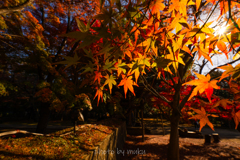 混ざりあう紅葉