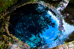 柿田川湧水