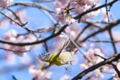 からの飛翔