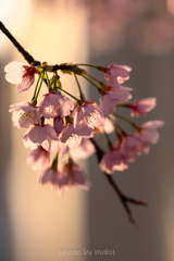 朝日に照らされて