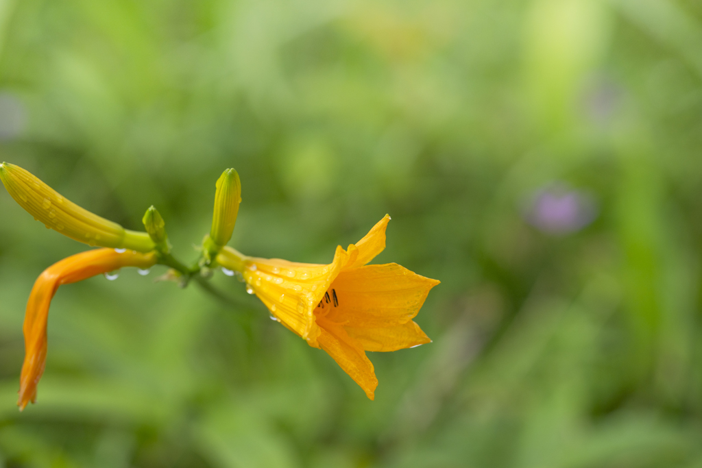 開花