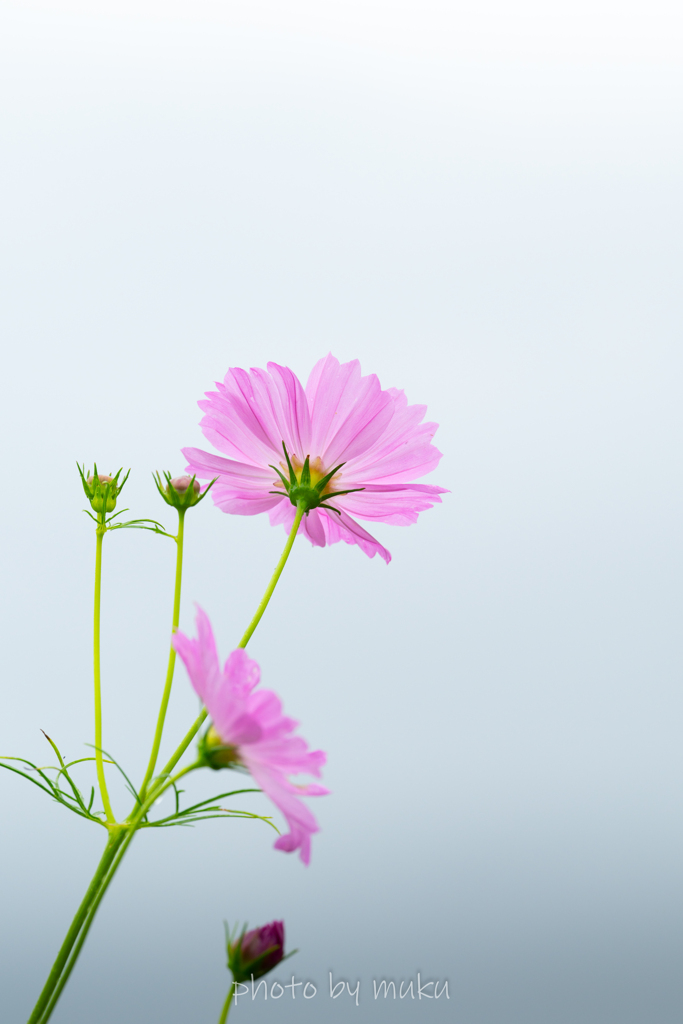 押し花１