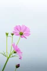押し花１