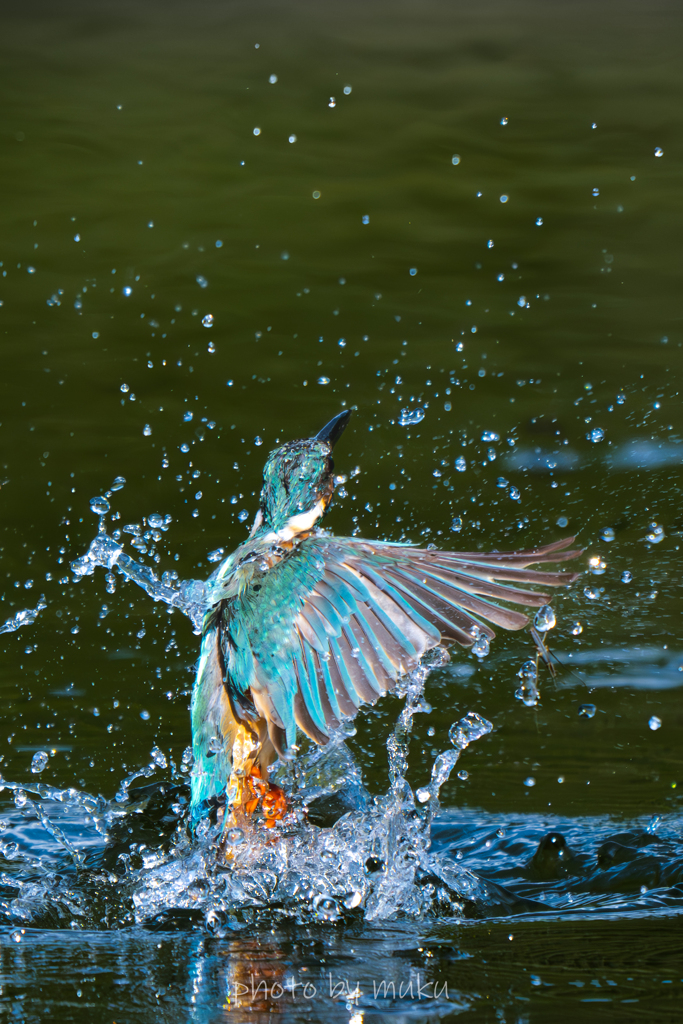 splash！