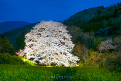宵の薄墨桜３