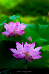 大悲