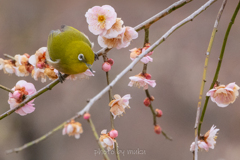 お久しぶりの梅ジロー！