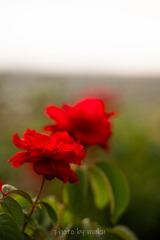 秋薔薇７