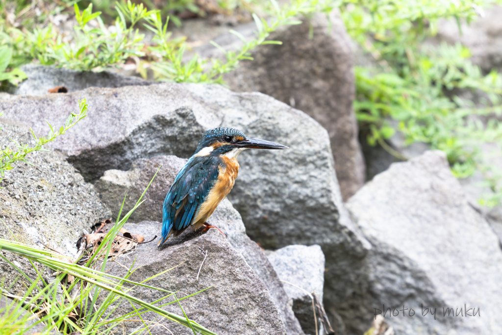 飛び込み準備中