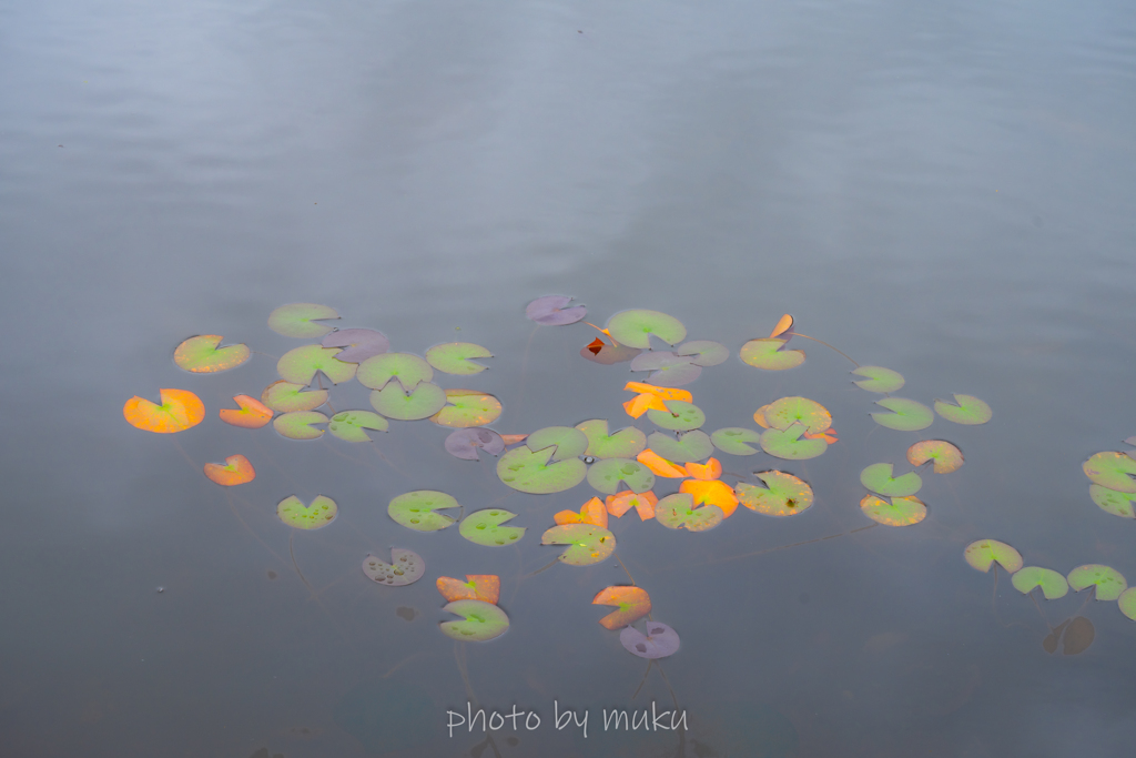 揺蕩う紅葉