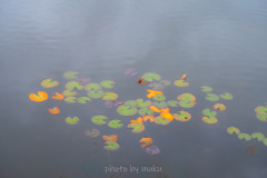 揺蕩う紅葉