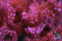 Cyclamen persicum２