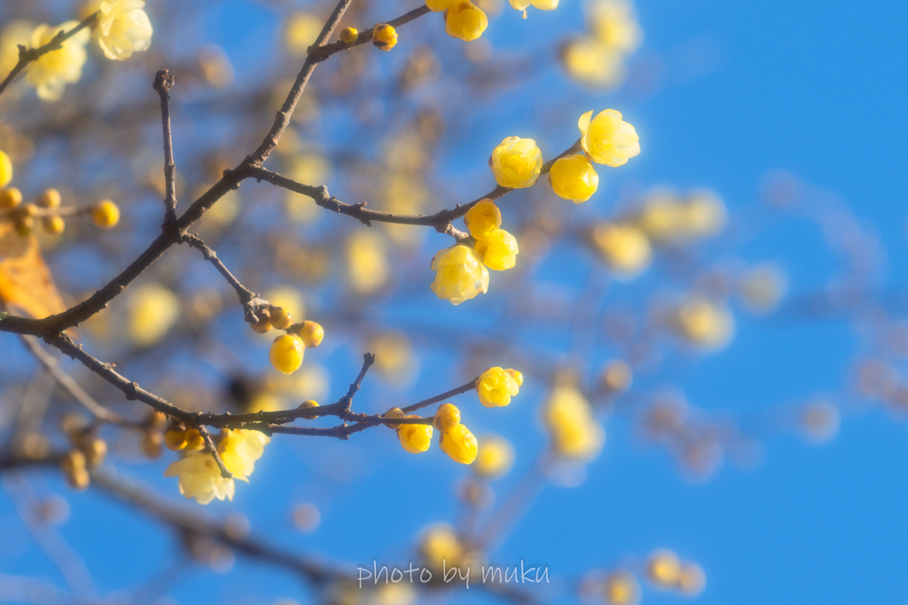蝋梅ーBlu４