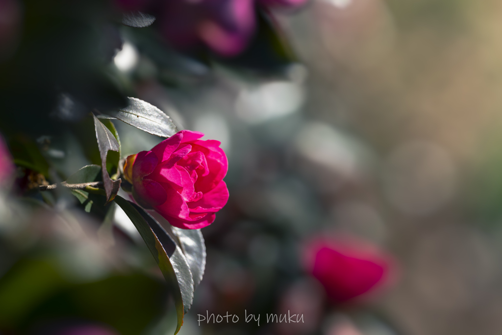 木陰の山茶花