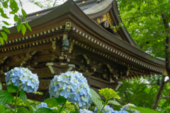 妙楽寺の紫陽花２