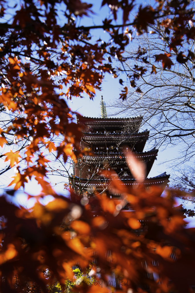 紅葉と五重塔１