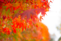 ある山の紅葉