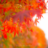 ある山の紅葉