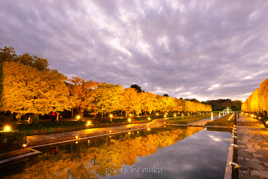 イチョウとカナル