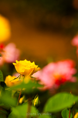 秋薔薇３