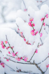 紅梅に雪化粧１