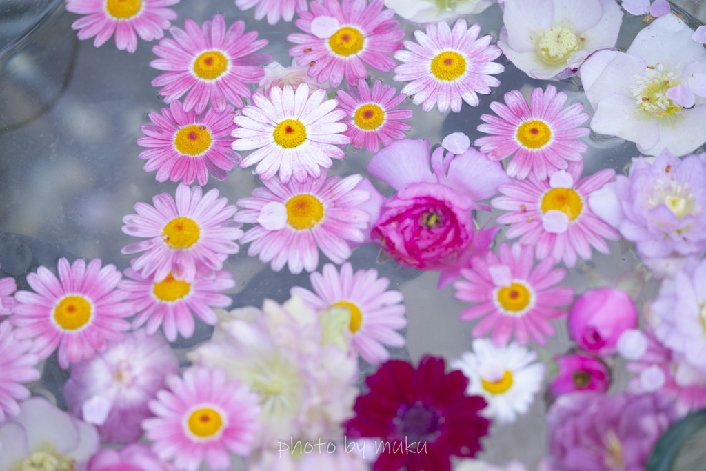 梅園の花手水