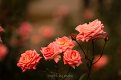 秋薔薇１