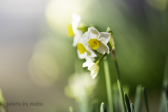 うぬぼれの花