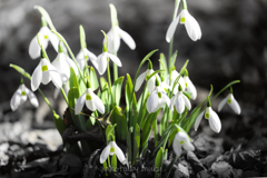 全開スノードロップ