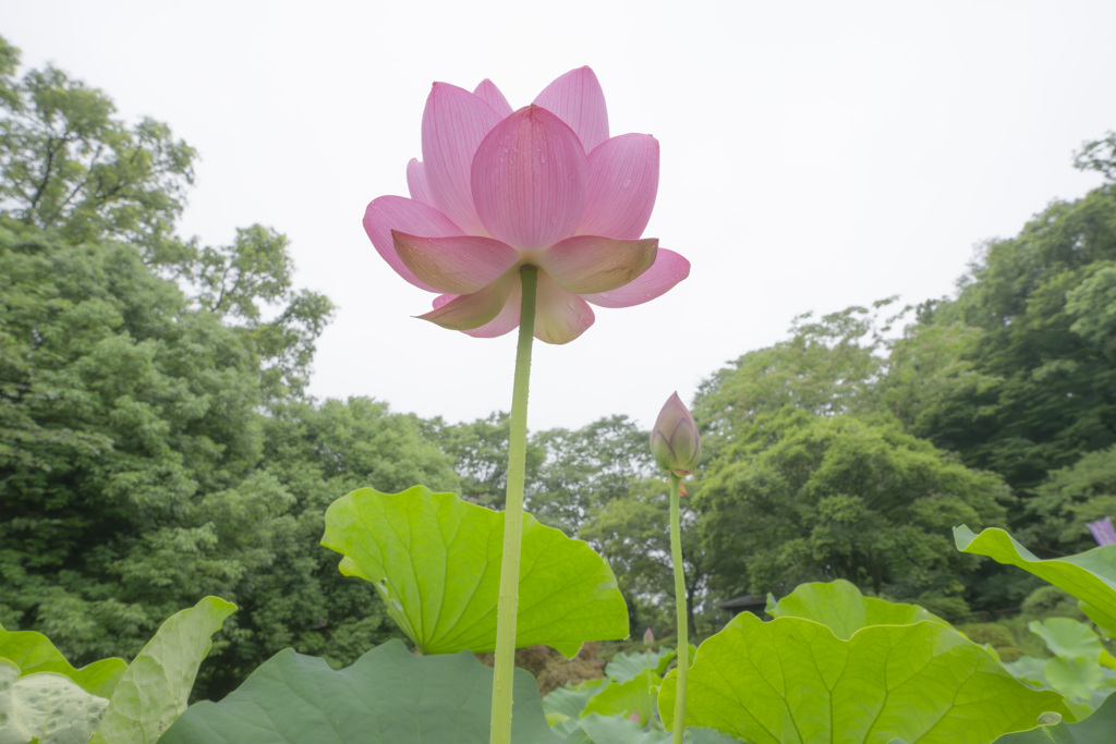 天に向かって