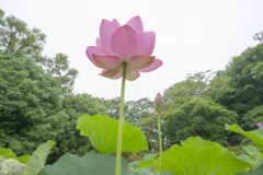天に向かって