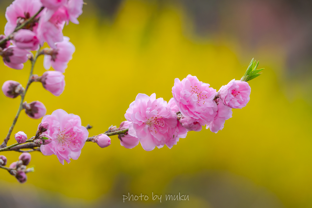MOMOIRO1